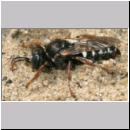 Oxybelus uniglumis - Weissfleckige Fliegenspiesswespe 09b 7mm - Sandgrube Niedringhaussee.jpg